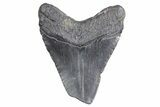 Bargain, Fossil Megalodon Tooth - South Carolina #359007-1